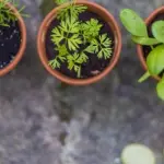 Come far rendere l'orto di casa